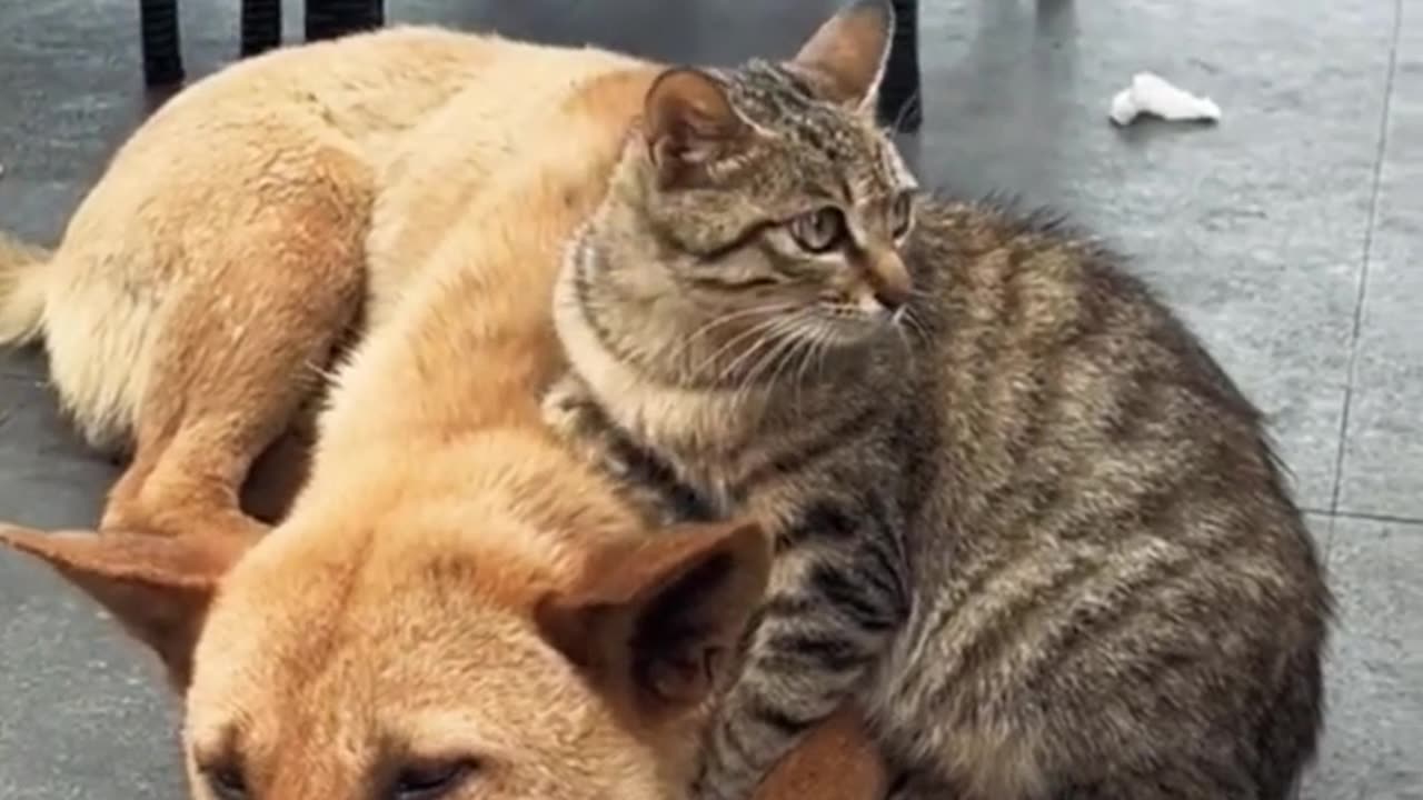 Dog-Cat Friendship