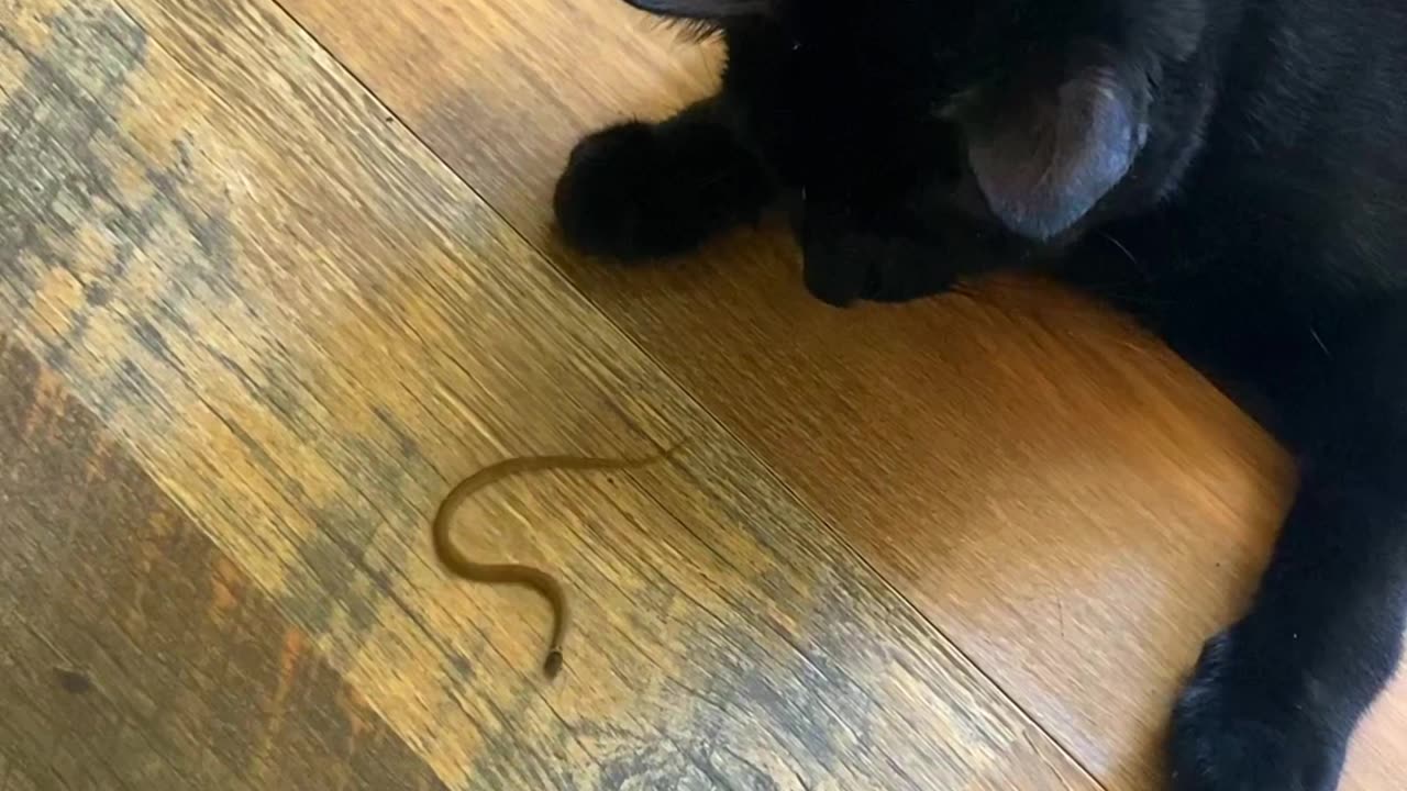 Black Cat Catches Tiny Snake