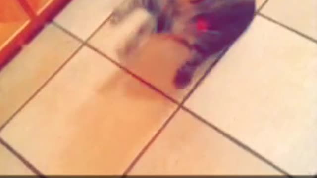 Girl says hey cat falls over