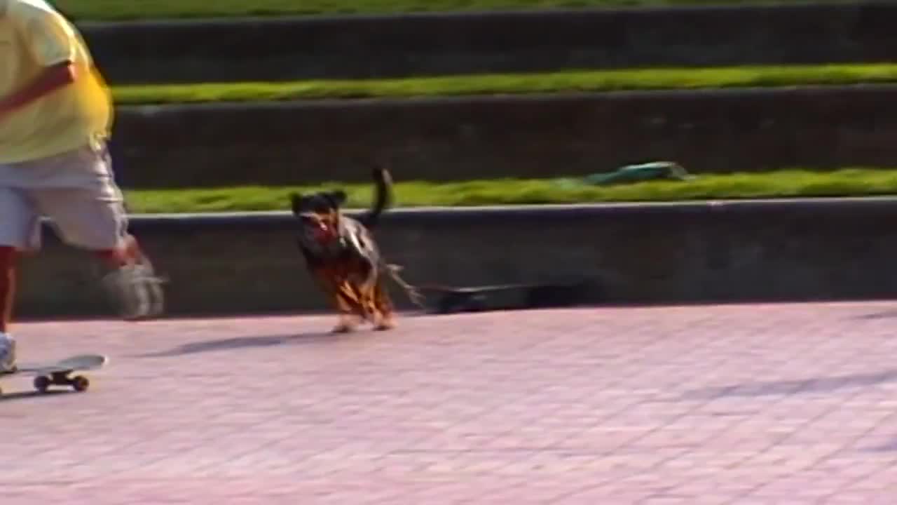 Dog steals skateboard, rides it himself