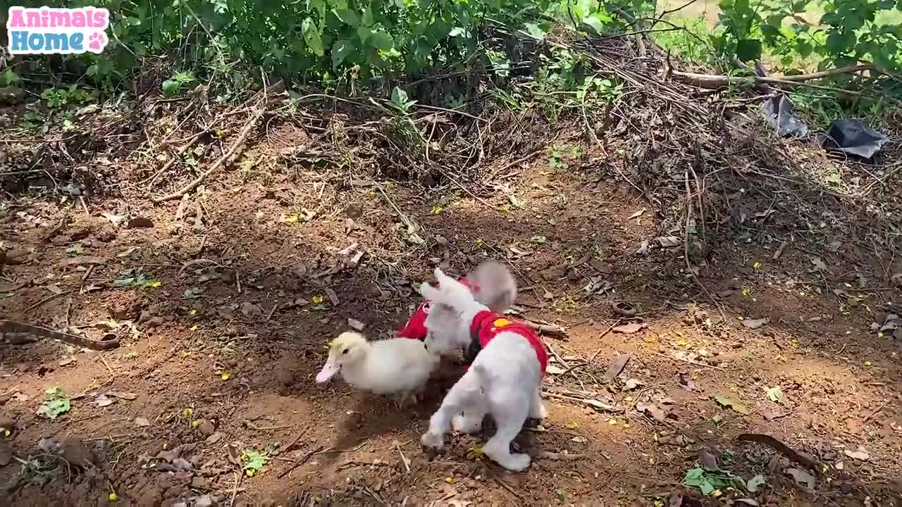 BiBi monkey plays funny with naughty duck and puppy