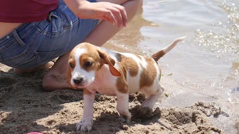 Little Dog Beagle walk on a Lake Shore Sand in Summer Sunny Day