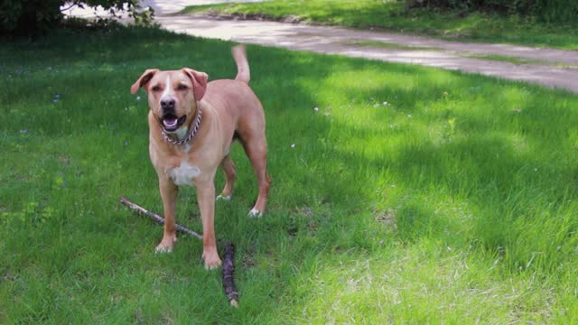 Wonderful dog Cool and intelligent dog