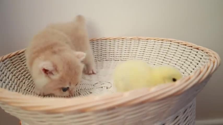 Kittens playing with the tiny chicken