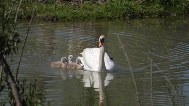 Cute little pelican family