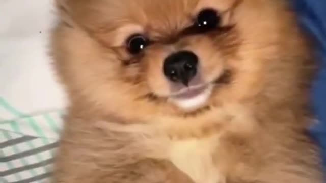 Funny Videos || Cute puppy from tiktok || #shorts #tiktok