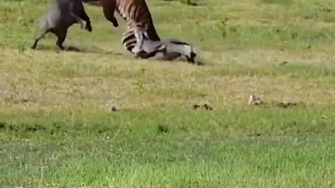 Wildlife in closer view with a natural perspective.