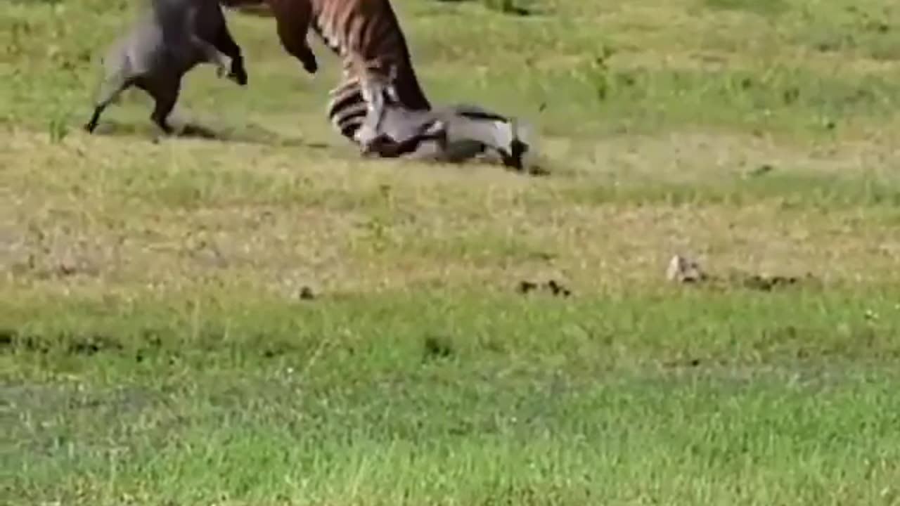 Wildlife in closer view with a natural perspective.