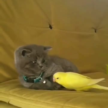 The parrot wants to play with the kitten🦜