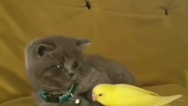 The parrot wants to play with the kitten🦜