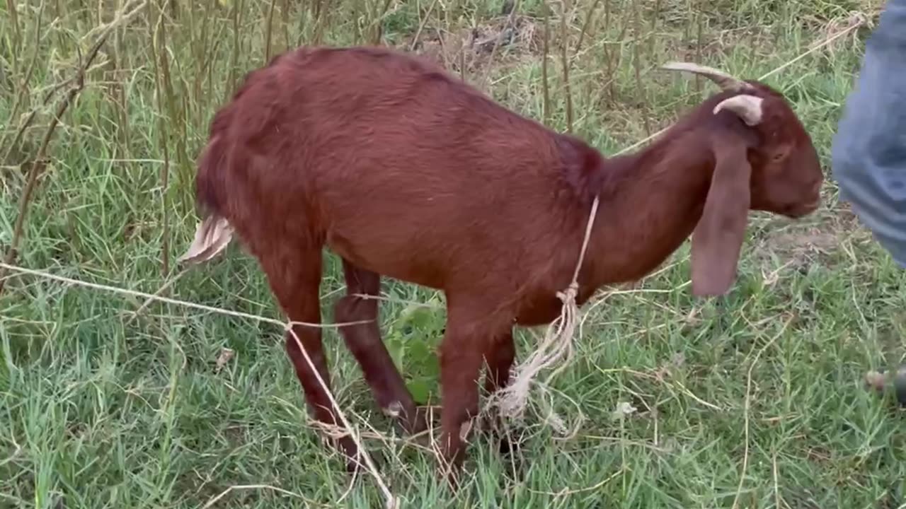 so beautiful goat, goat red