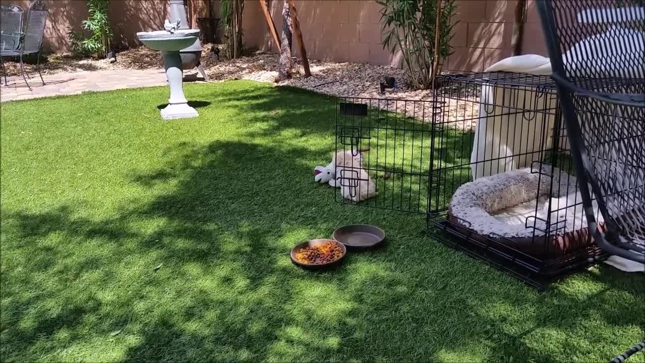 Cute Puppies Compilation