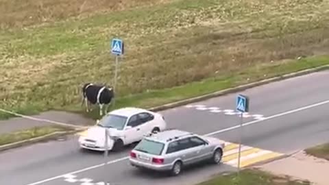 Cow escorted