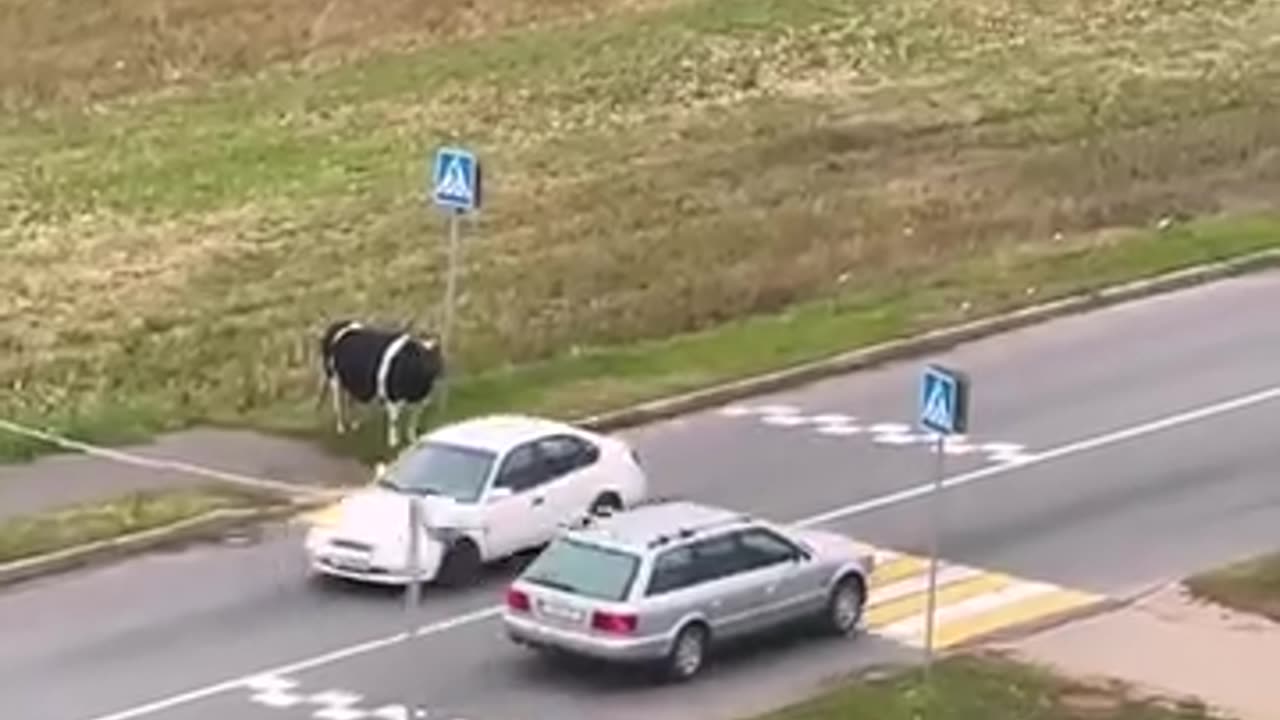 Cow escorted