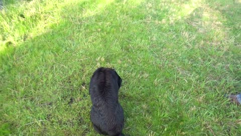 Training My Labrador Retriever with Live Pigeons!