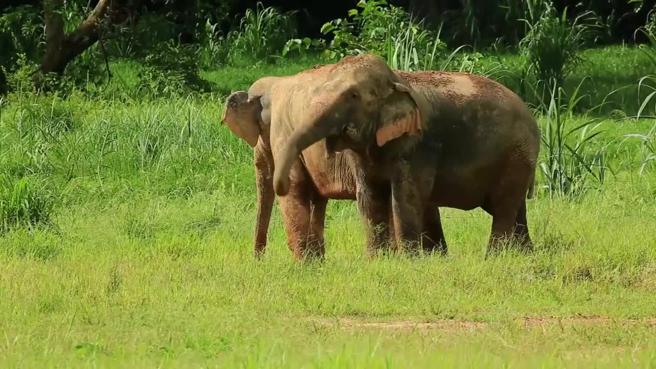 Giant African elephant