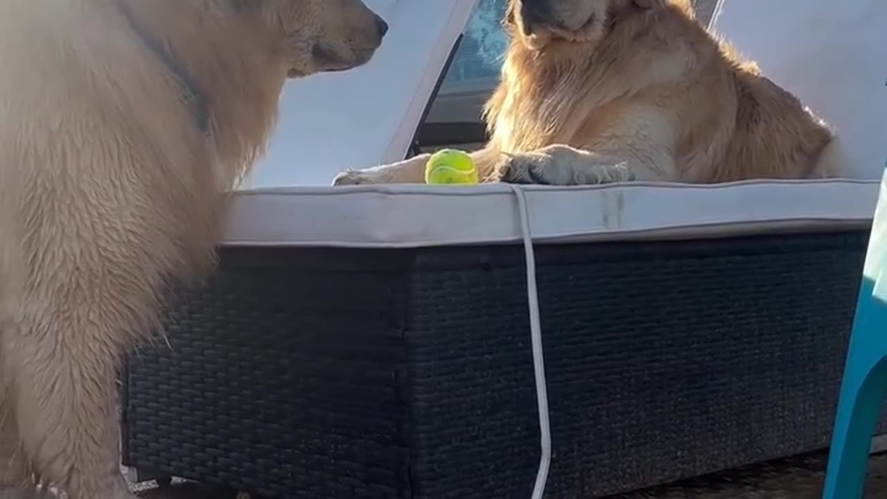 When the epic ball debate goes down between our two adorable golden retrievers