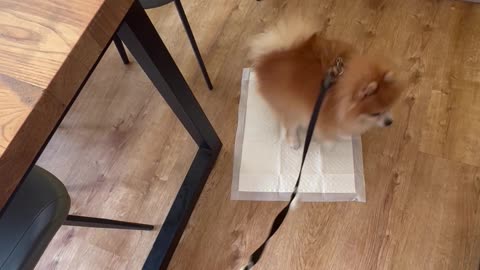 Spinning Pomeranian Needs To Poop