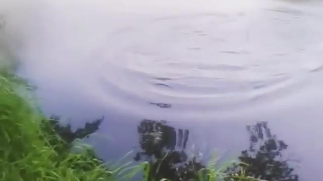 Прогулка лабрадора ЗОЛТОНА)