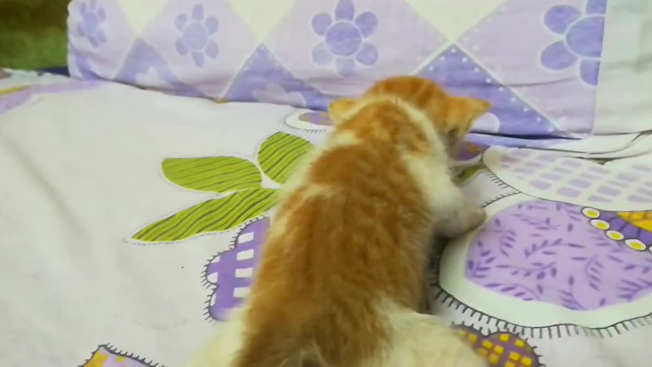 3 Weeks Old Baby Cats Walk On Bed