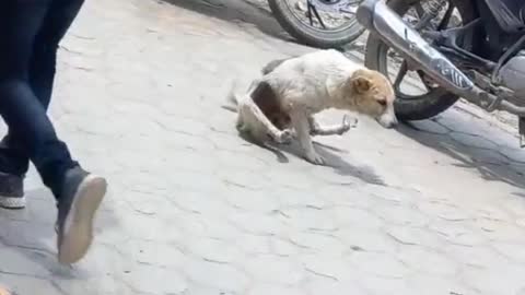 Oscar Winner act by Dog 🤔