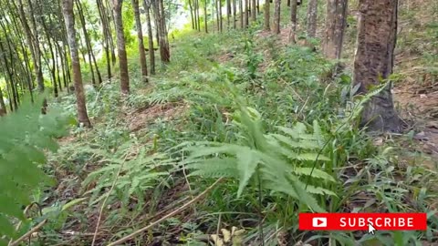 shaking plants
