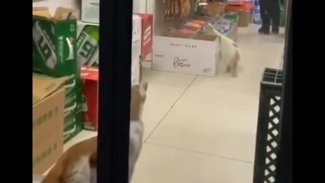 Funniest Cats 😹 - Don't try to hold back Laughter 😂 | Cat Love