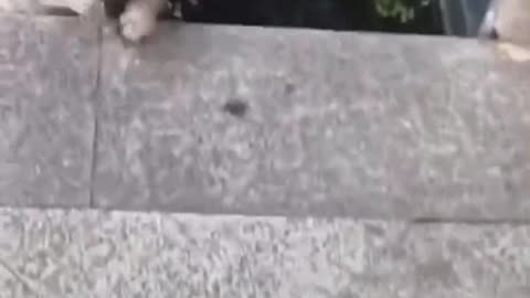 Cute dog video - short