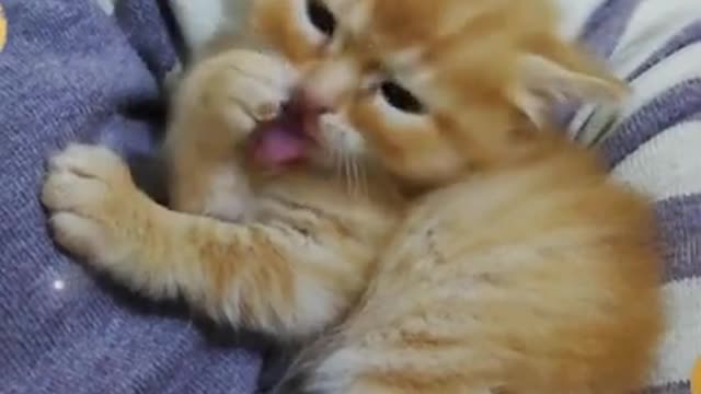 Meta cizar Christmas qeute baby cat