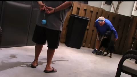 How To Train Dog To Become Aggressive!!