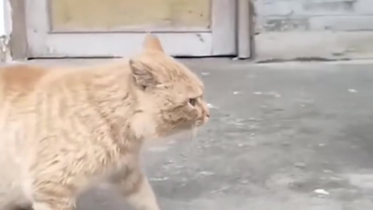 Funny animals short video 28