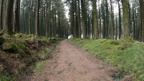 Woodland hiking speedlapse