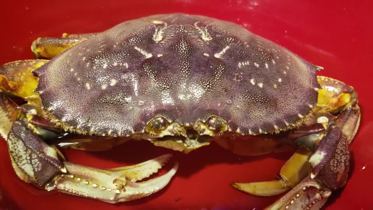 Dungeness Crab - Weird sounds and noises - 2min 27sec