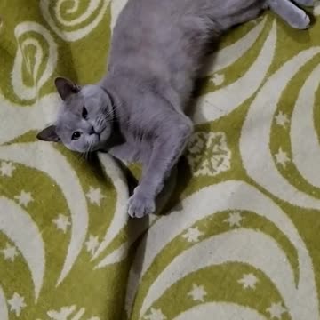 This cute cat does not have a moment of peace