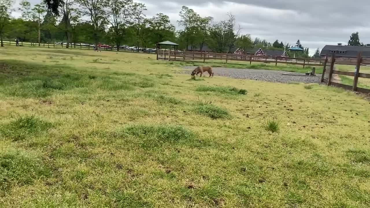 German Shepherd Attacks Pitbull [OFF LEASH DOG PARK]