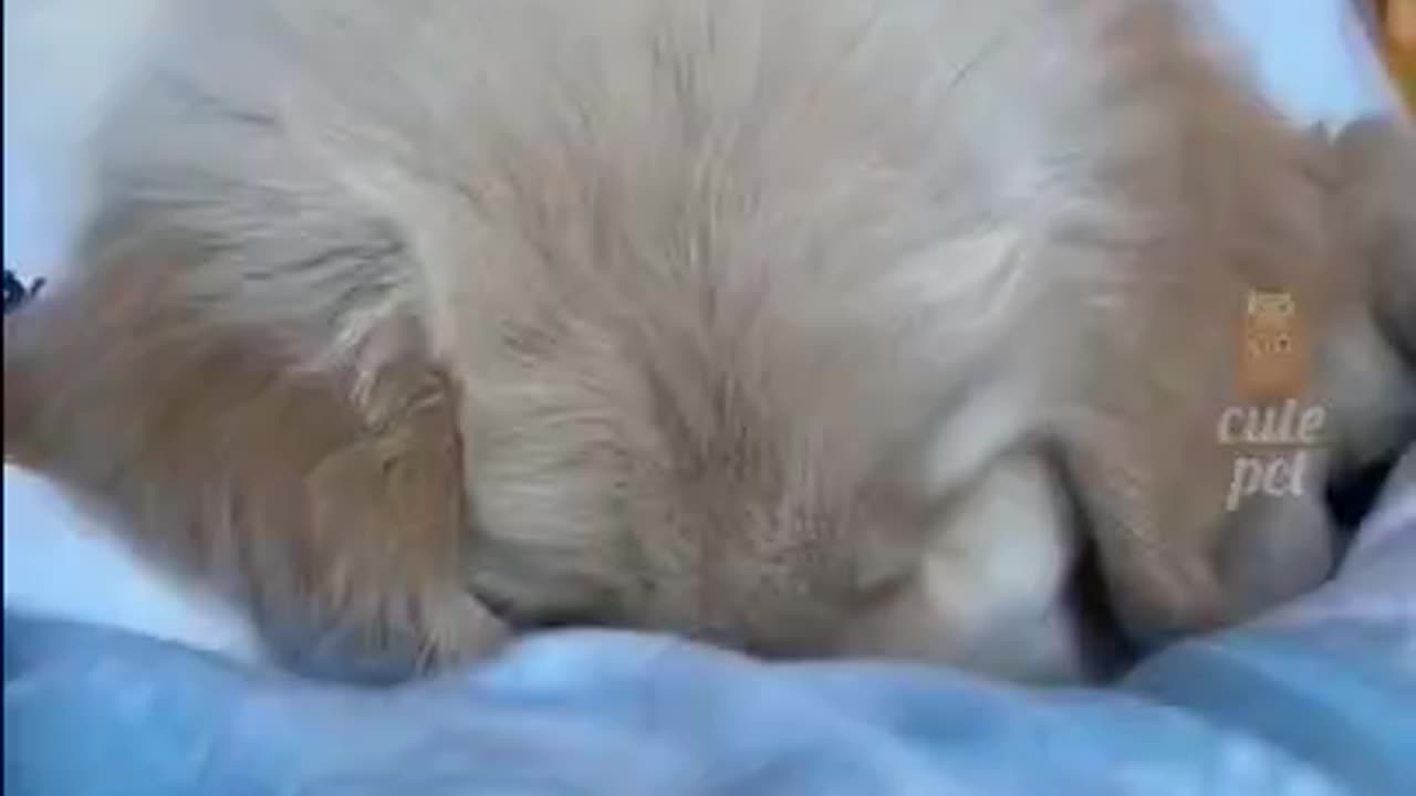 🤣funny dog video🤣