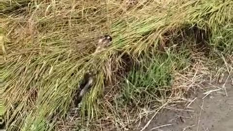 Marbled Polecat With Her Babies