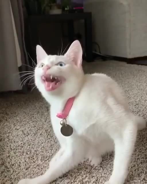 Cat singing funny Indian classic song | cat singing Indian song | cat sing a song.