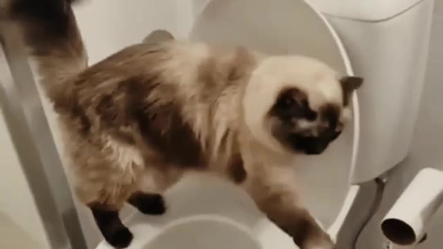 Funny video cats | animals funny video