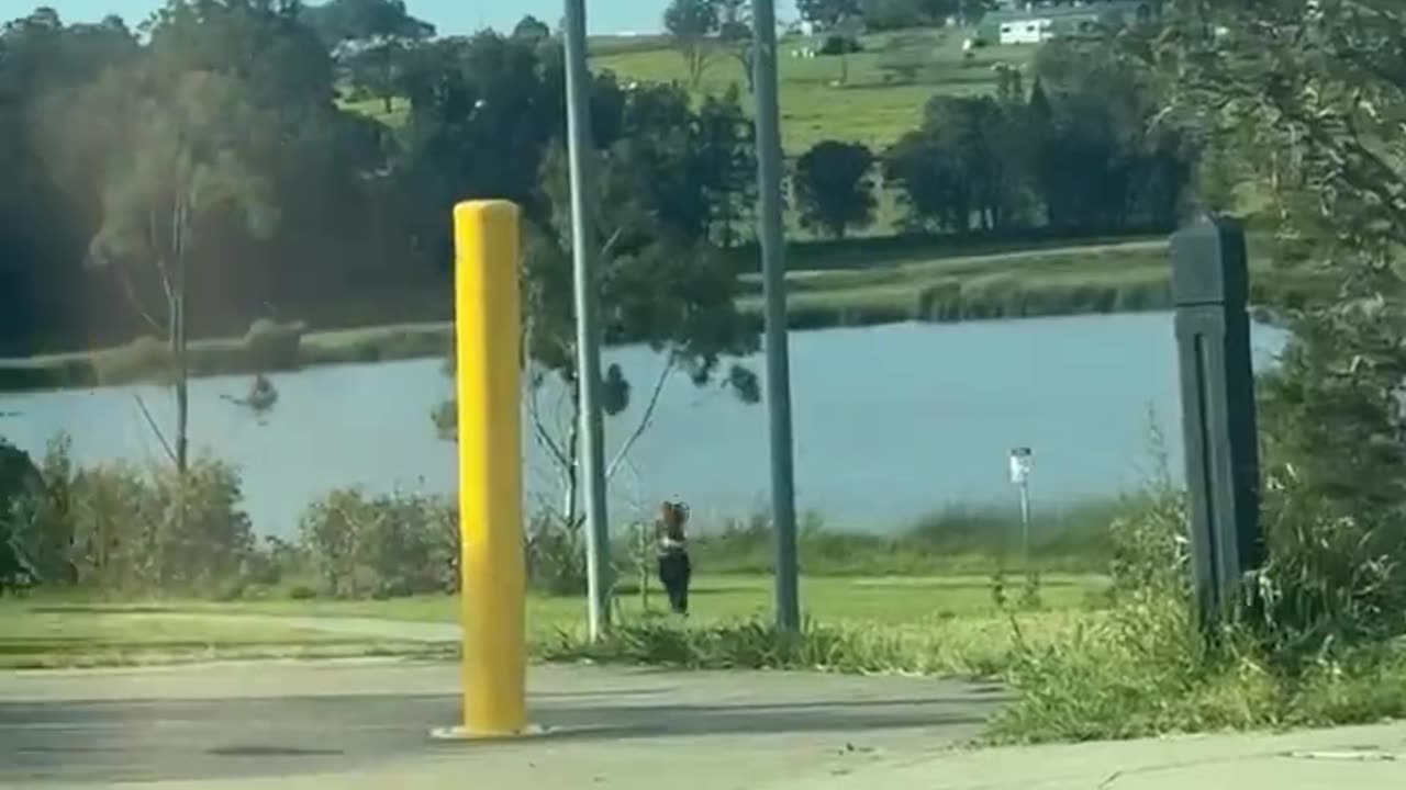 Magpie Swoops Down on Woman