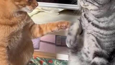 Funniest cat compilation.