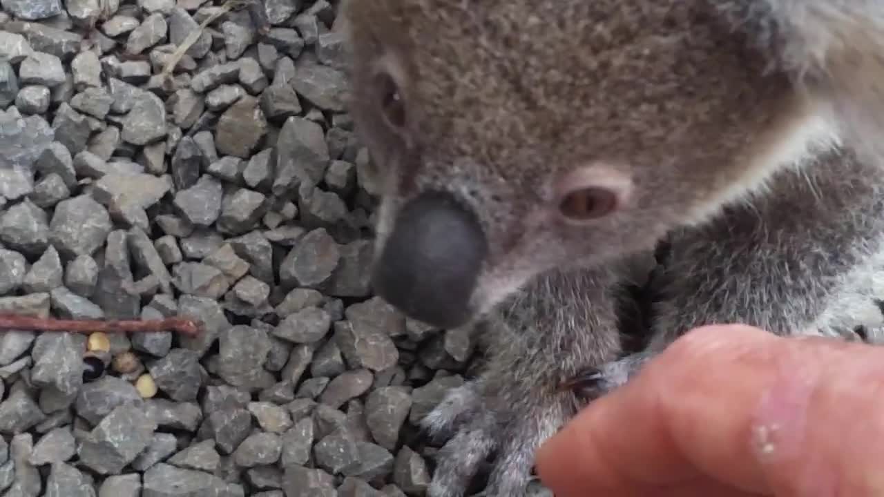 Koala baby rescue-9