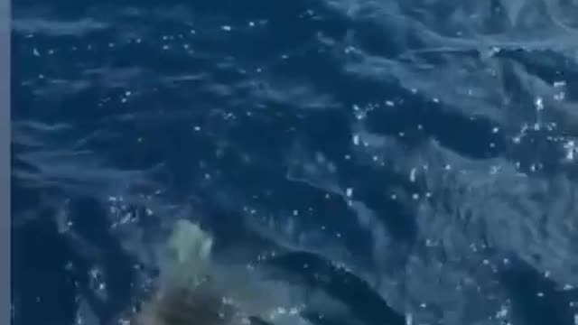 Shark adventure