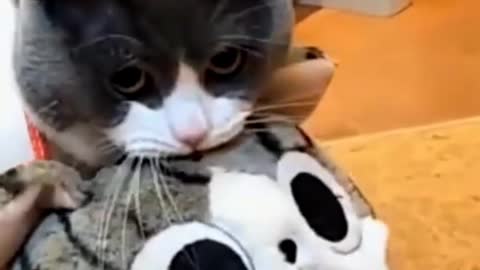 cute Cat - Funny Animals #cat #dog #cutecat