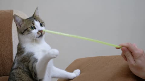 trolling my kitten