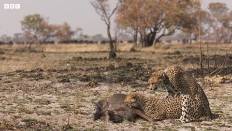 Cheetah Takes on Dangerously Large Prey | Dynasties II | BBC Earth