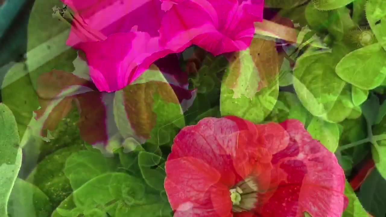 Petunia cultivation