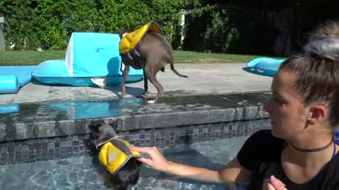 Cute Dog Learns How to Swim