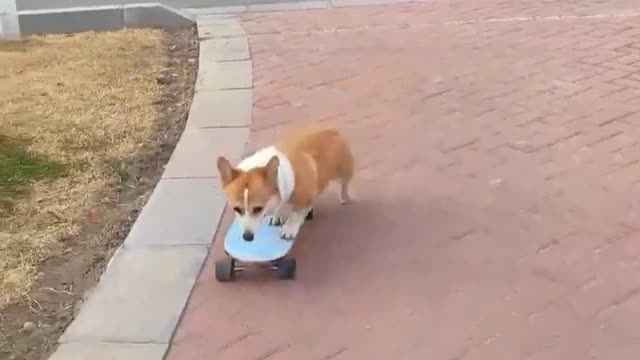 skatedog 03