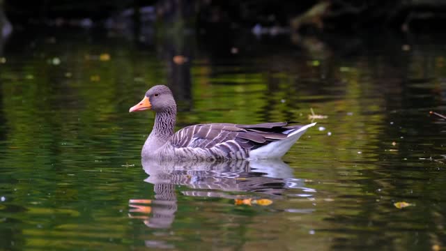 bird-leaves-foliage-colombia